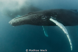 Humpback Whale by Mathias Weck 